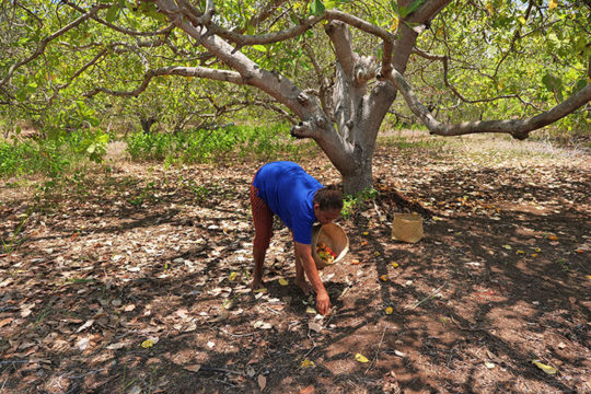 Farmer Talasi Take the Cashew